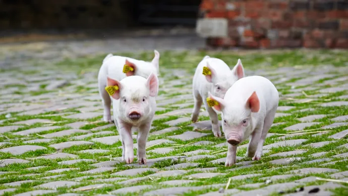 Springtime Babies at Temple Newsam