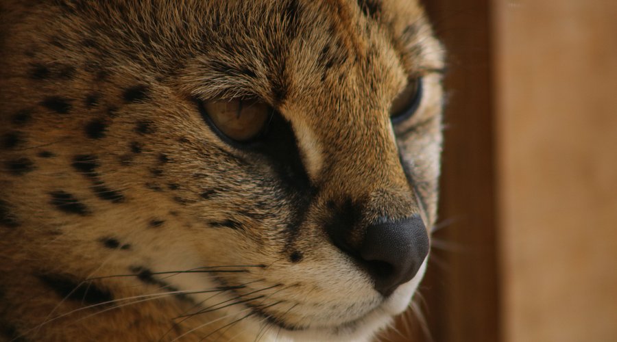 Ponderosa Zoo – Family Wildlife Day