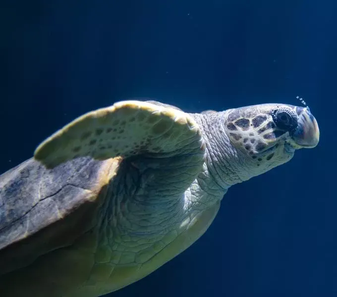 The Deep – Ocean Discovery Day