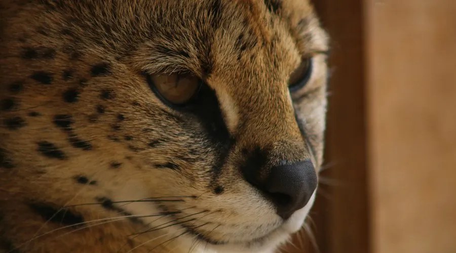 Ponderosa Zoo – Family Wildlife Day