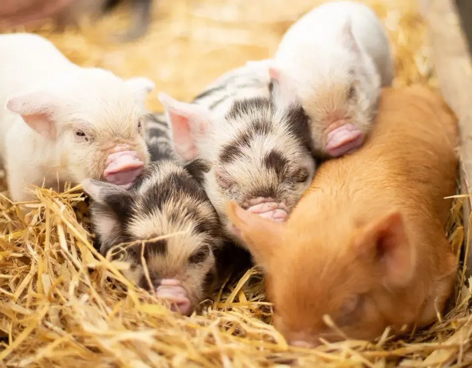 Piglets Adventure Farm