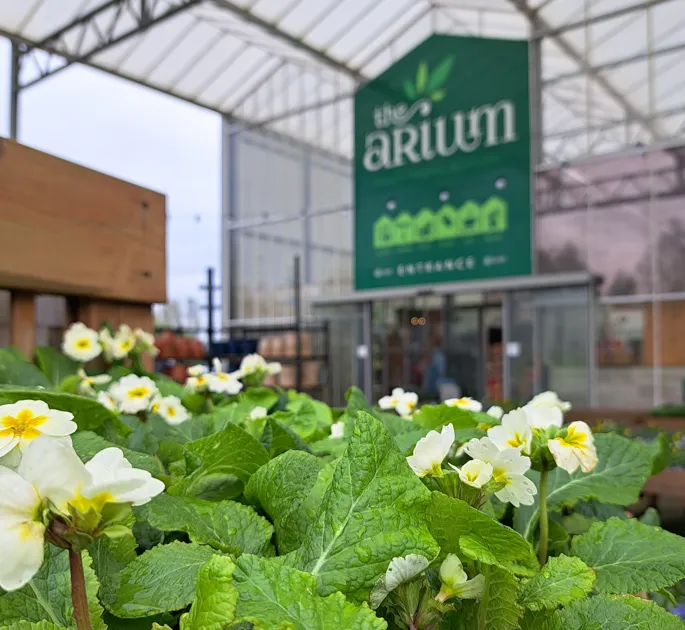 The Arium - Leeds