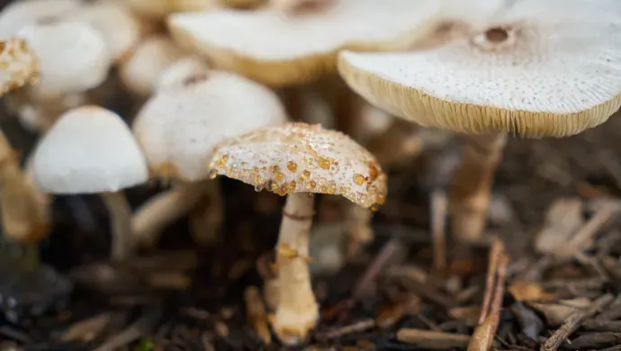 Fungus Foray