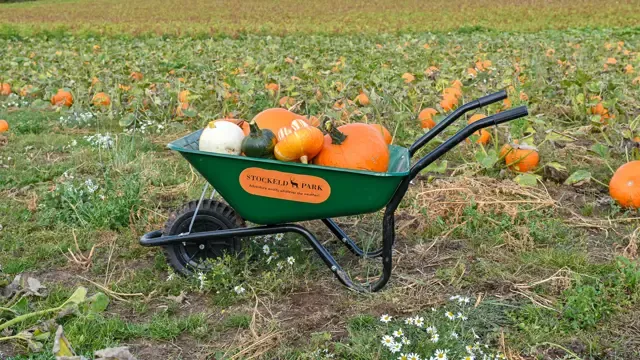 Stockeld Park - Pumpkin Picking