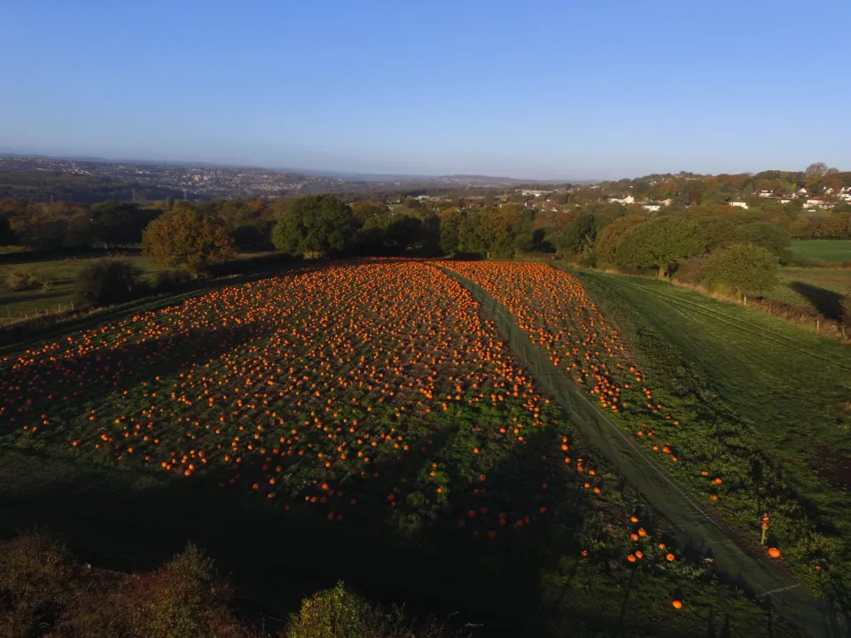 Horsforth Pick Your Own