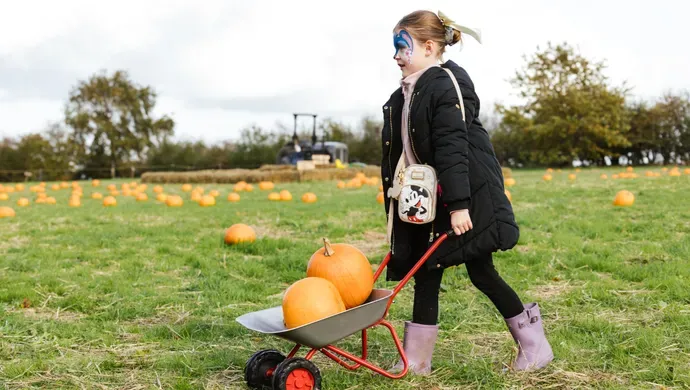 Lotherton Pumpkin Patch